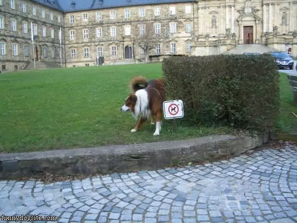 No Dogs Here