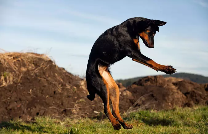 Beauceron jumping