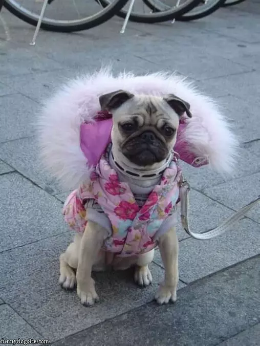 Nice Coat