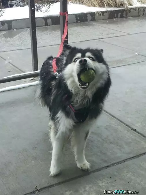 I Gotz A Ball