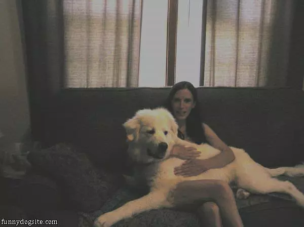 A Lap Dog