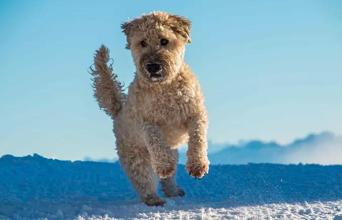 Soft Coated Wheaten Terrier...