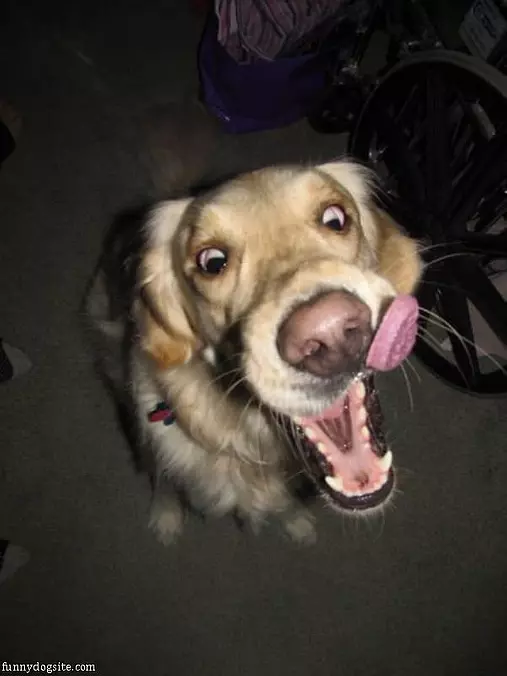 Nom Nom Treat