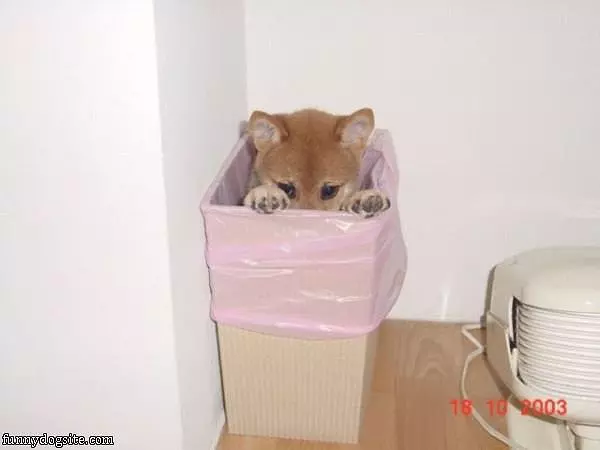Im Hiding