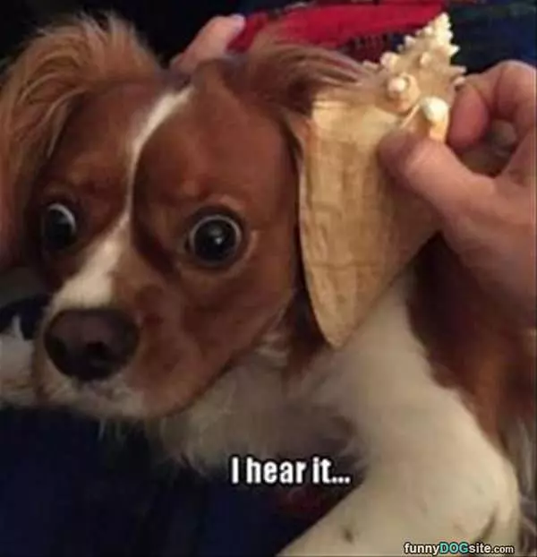 I Hear It
