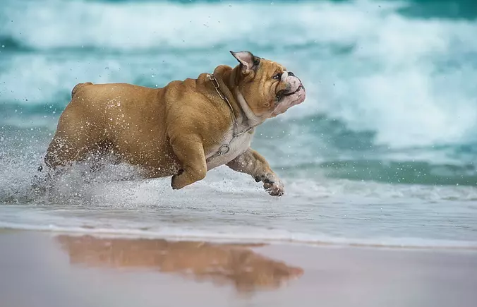 Bulldog on the beach