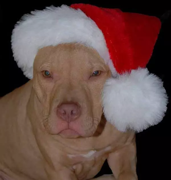 Santa Dog