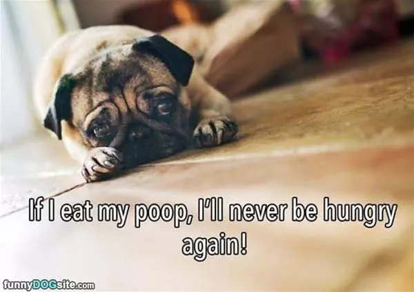 Never Be Hungry Again