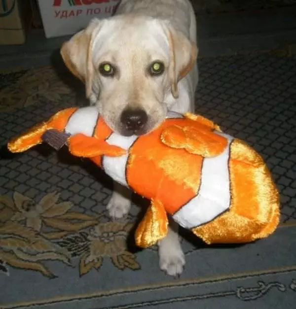 My Toy