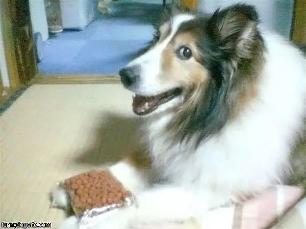 Happiest Dog Ever