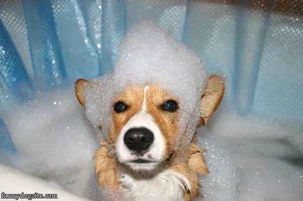 Bubbly