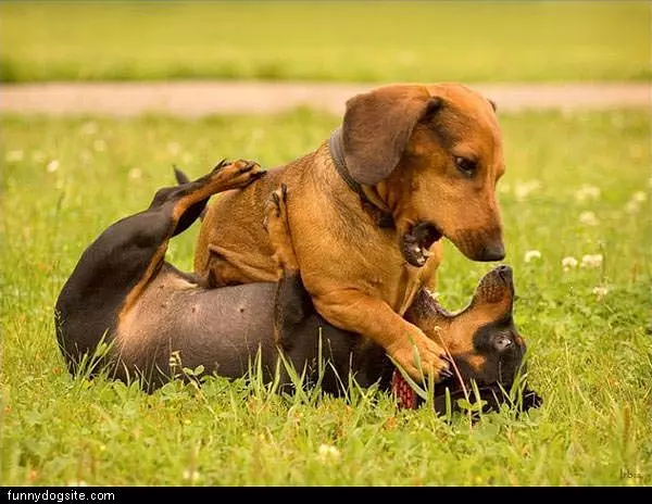 Fun Times Dog Fight