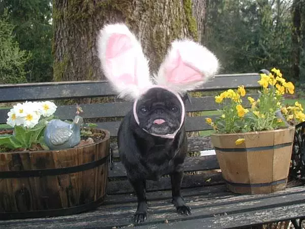 Easter Pug