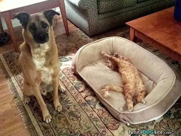 Stole My Bed