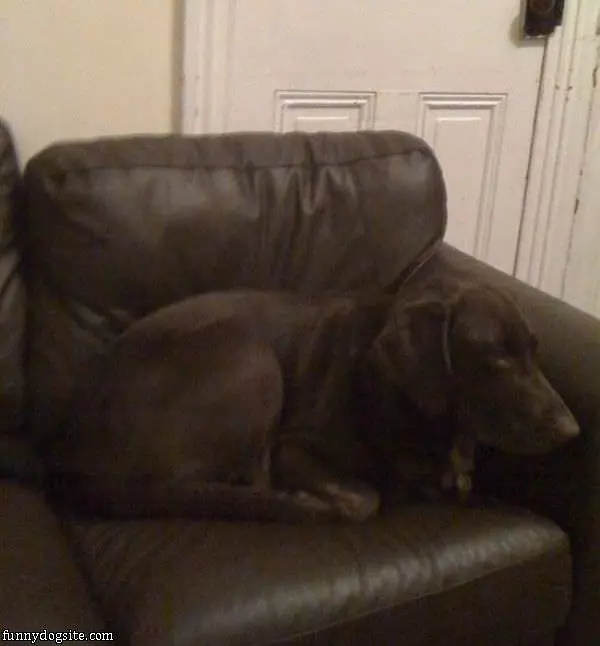 Ninja Dog
