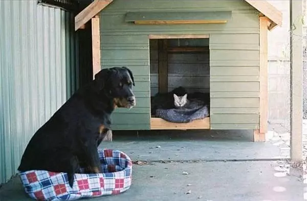 Dog Loses