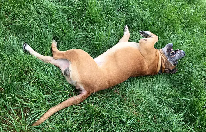 Boerboel having fun