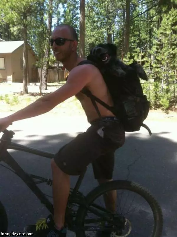 Dog Loves Bike Rides