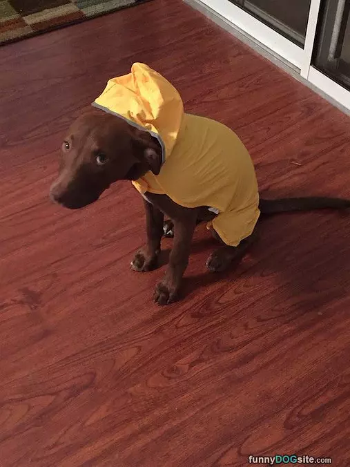 Raincoat