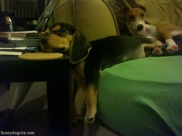 Puppy Sleeping So Funny