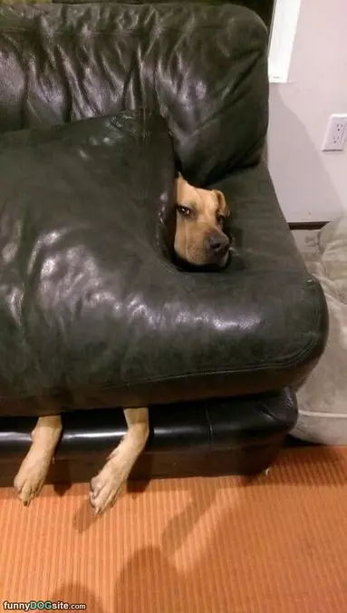 Couch Blanket