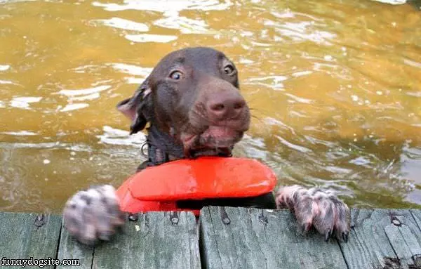I Fetched It