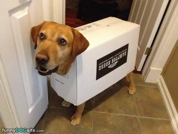 Box Of Dog