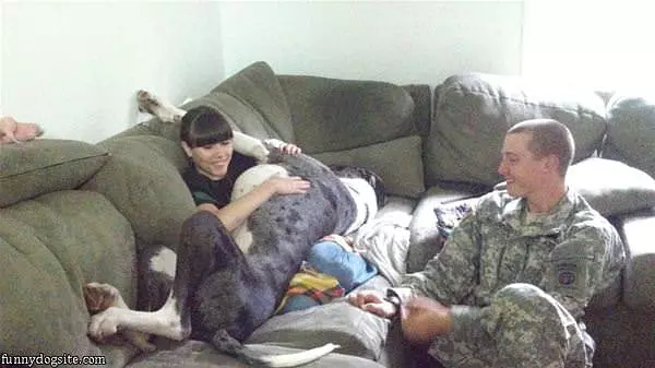 Little Lap Dog