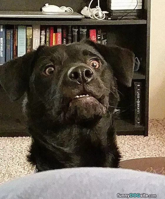 I Want A Snack