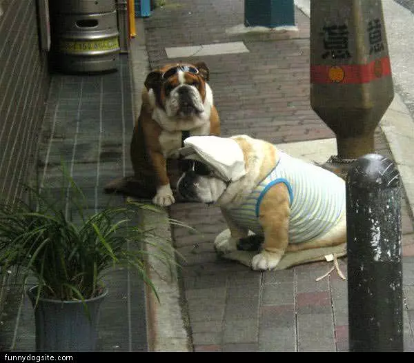 Dogs With Hats