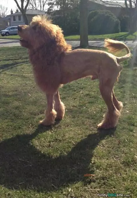I Ammmmm Lion Dog
