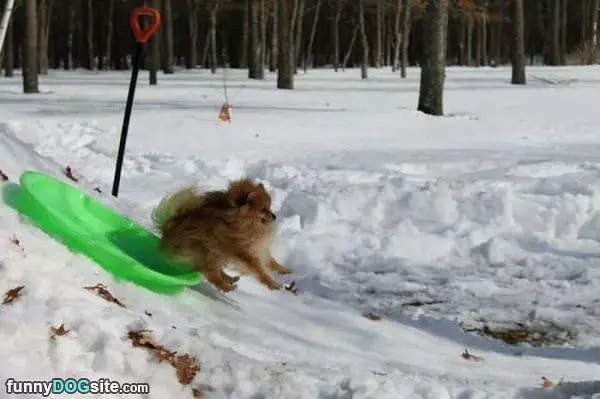 Sledding Is So Fun