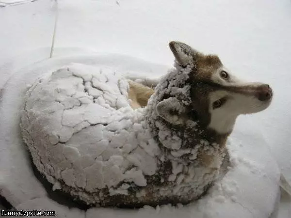 I Am The Snow Dog