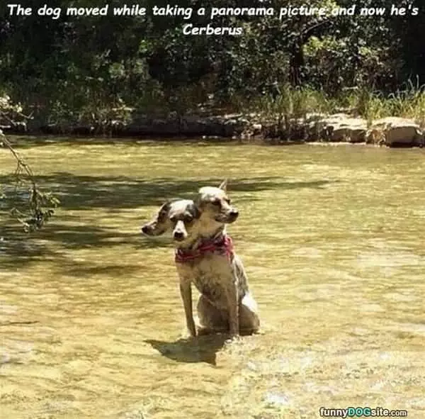 This Dog Moved