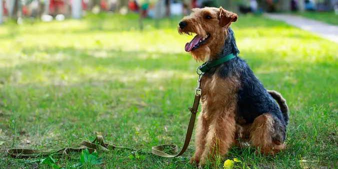 Welsh Terrier