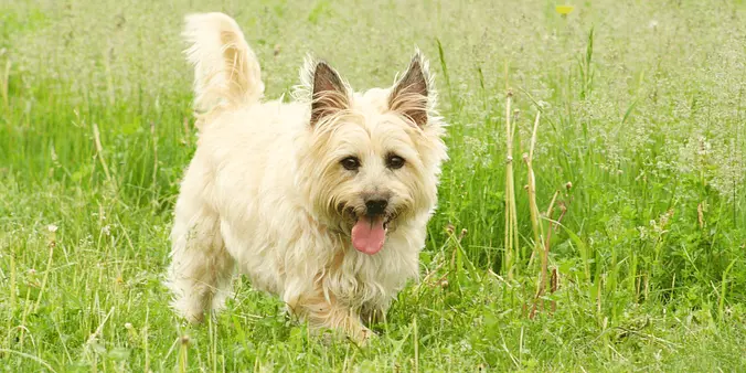 Cairn Terrier