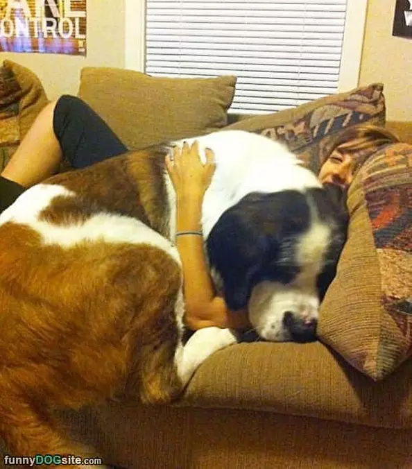 A Little Couch Doggy