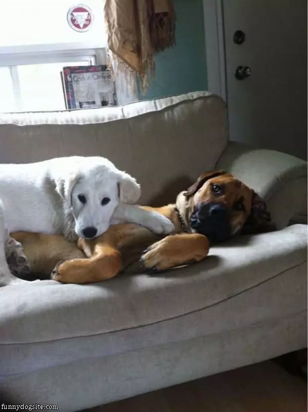 Comfy Dog Couch