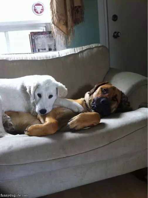 Comfy Dog Couch