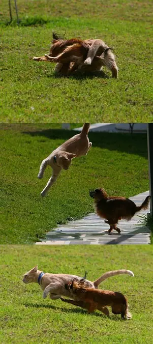 Get The Cat