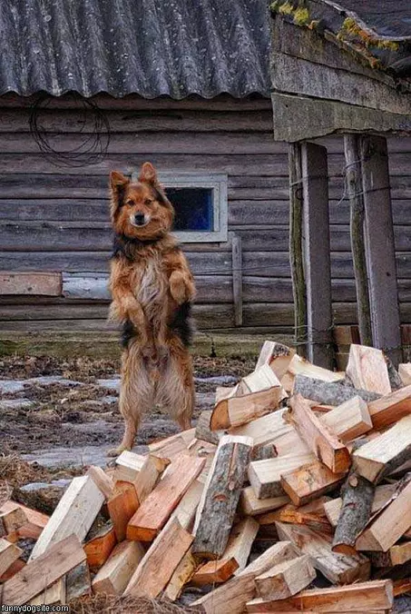 Choppin Wood Here