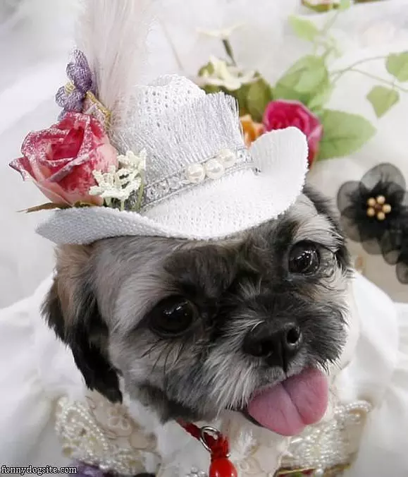 Dressed Up