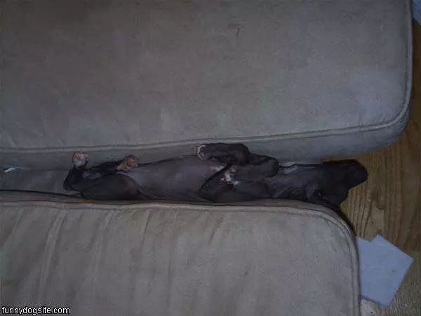 Dogs Couch