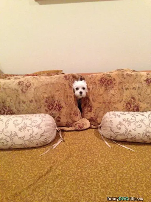 I Am In The Couch