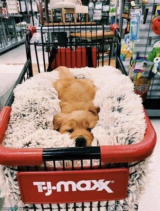 Snuggled In