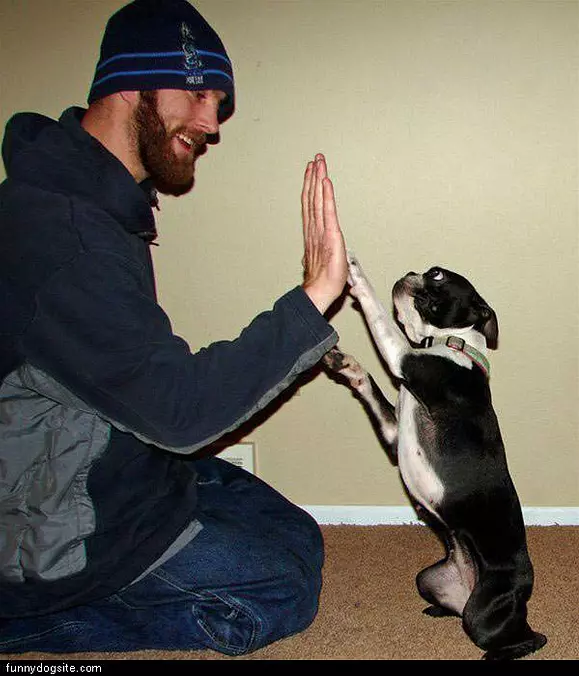 High 5 Dog