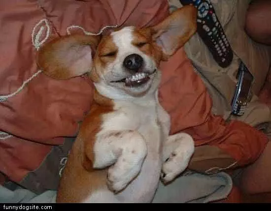 Smiley Dog