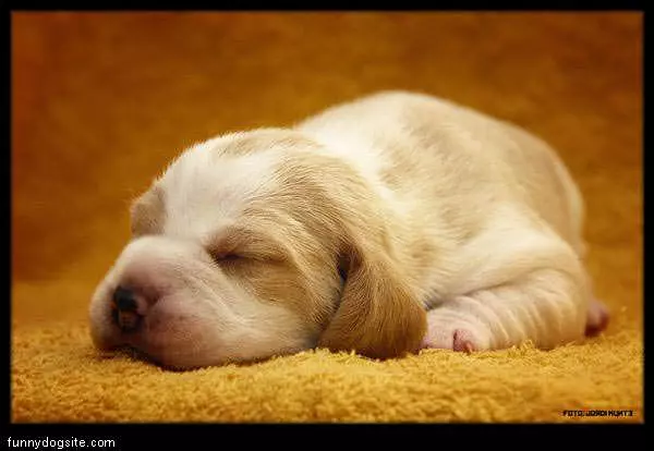 Nap Time Puppy