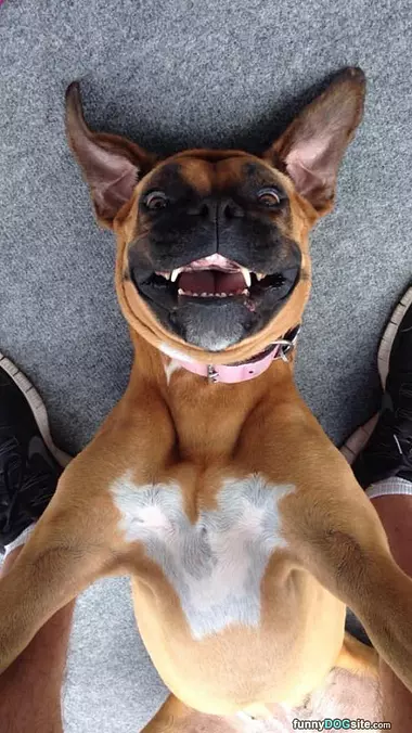 This Is One Happy Dog