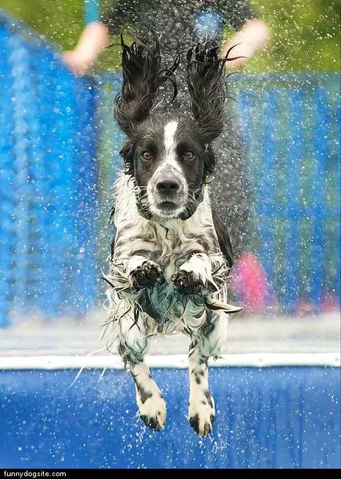 Flying Dog